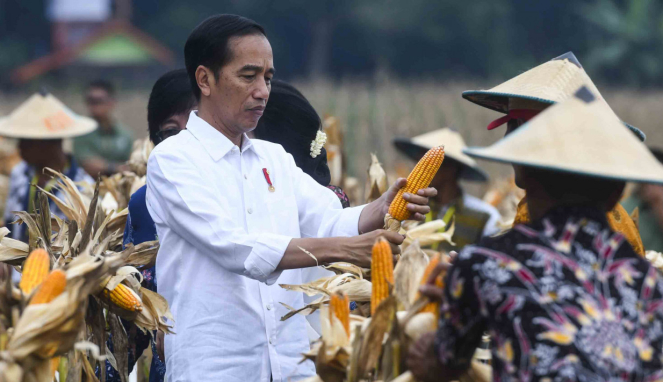 Presiden Joko Widodo (kiri) memanen jagung bersama petani