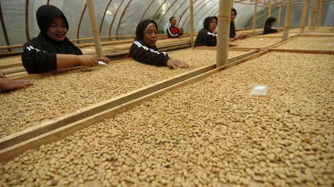 Sejumlah pekerja perempuan menjemur biji kopi basah jenis arabika