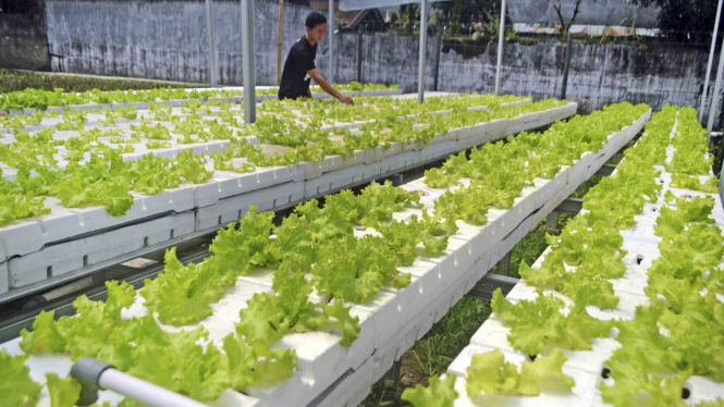 Ilustrasi: Pemilik kebun hidroponik merawat tanaman sayur selada