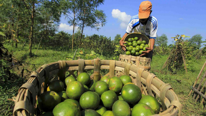 Petani memanen jeruk di Desa Segeran, Juntinyuat, Indramayu