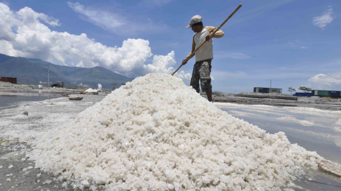 Petani memanen garam pada lahannya di Kawasan Penggaraman Talise, Kota Palu