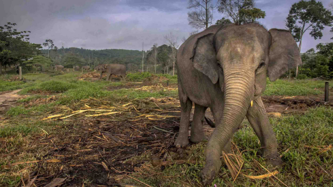 Sejumlah Gajah Sumatera jinak berada di Pusat Konservasi Gajah Riau