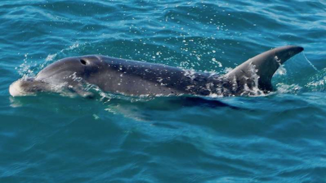 Lumba-lumba di Semenanjung Mornington Australia