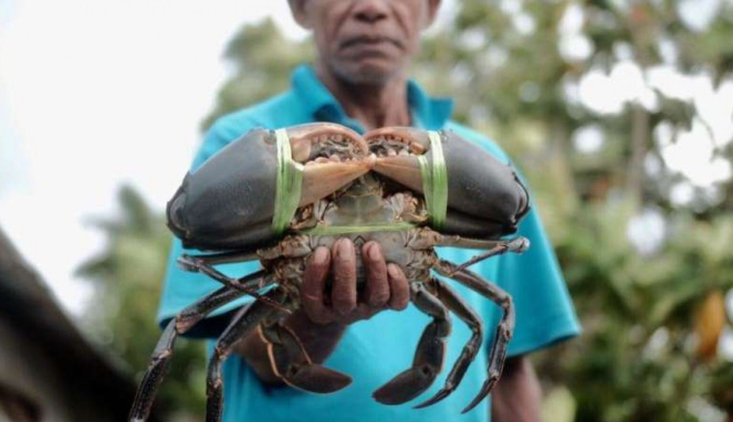 Kepiting khas Pulau Kei, Maluku Tenggara