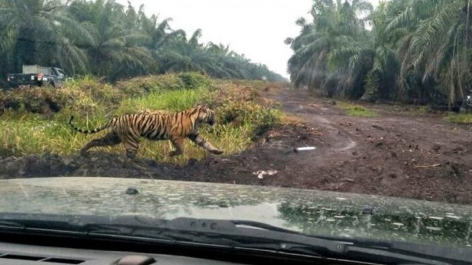 Harimau Sumatera bernama Bonita terpantau liar di area perkebunan sawit