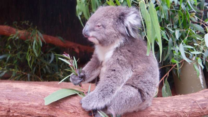 Koala di Ballarat Wildlife Park Australia
