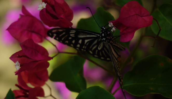 Kupu-kupu di Entopia atau Penang Butterfly Farm