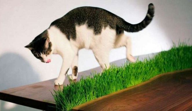 Meja tanaman untuk Kucing 