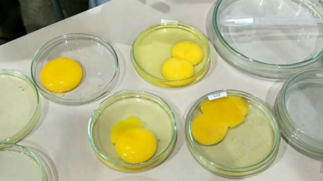 Telur ayam diperiksa di Balai Pengujian Mutu dan Sertifikasi Produk Hewan