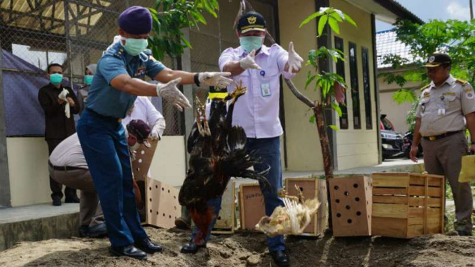 Ayam selundupan dari Thailand di suntik mati.