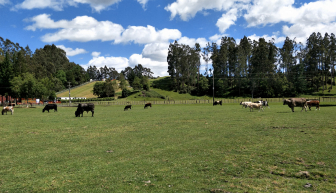 Sapi-sapi di Agrodome, Rotorua, Selandia Baru.