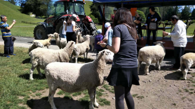 Domba-domba di Agrodome, Rotorua, Selandia Baru.