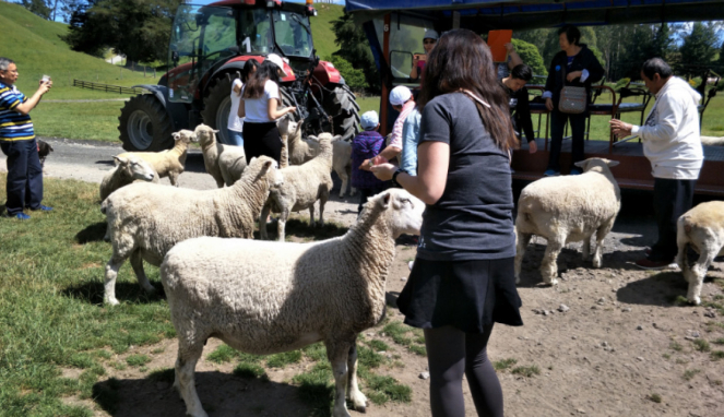 Domba-domba di Agrodome, Rotorua, Selandia Baru.