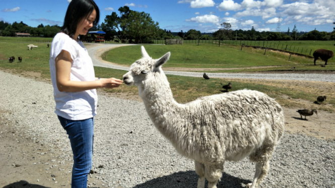 Seekor llama di Agrodome, Rotorua, Selandia Baru.