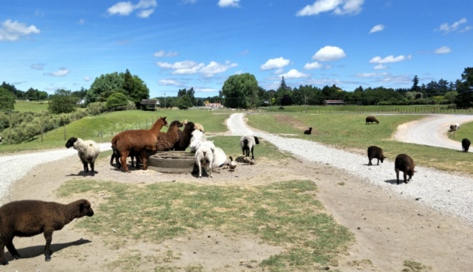 Llama dan domba di Agrodome, Rotorua, Selandia Baru.