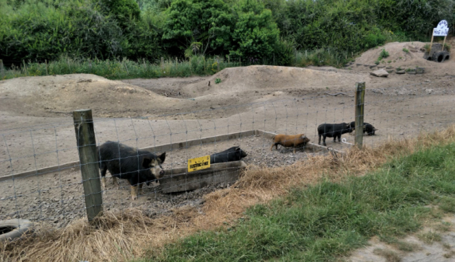 Babi di Agrodome, Rotorua, Selandia Baru.