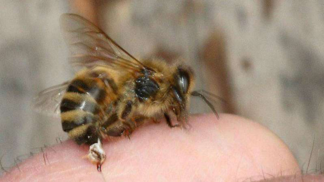 Terapi penyembuhan alternatif dengan sengatan lebah. (Foto ilustrasi).