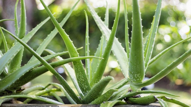  Janda  Bolong  Kaktus Deretan Tanaman  Hias Bikin Udara di 