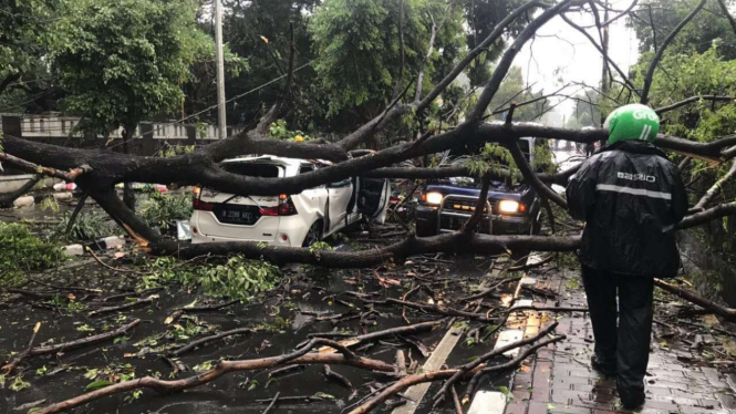 Kejadian pohon tumbang di kawasan Jatinegara Kaum, Jakarta Timur.