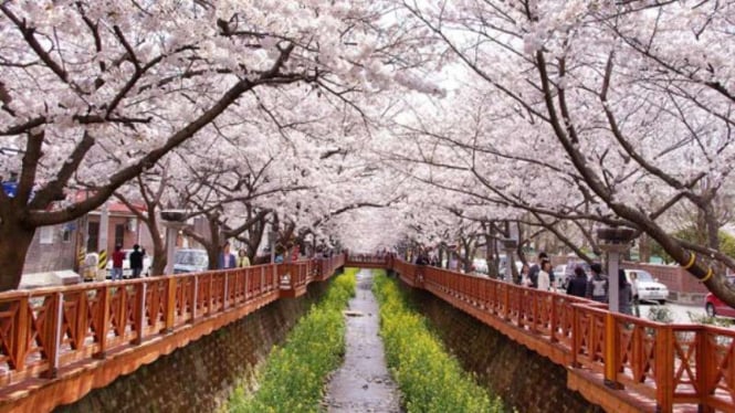 5 Festival Bunga  Sakura  Terbesar di  Korea  Selatan  VIVA