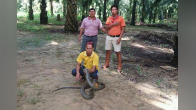 Pria memegang king cobra besar.