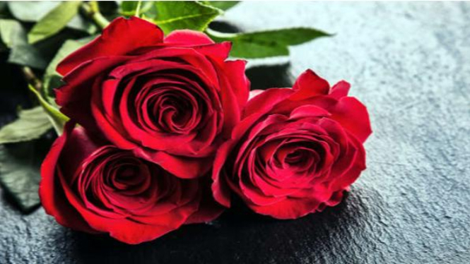 Bunga Mawar Si Cantik Lambang Sebuah Cinta