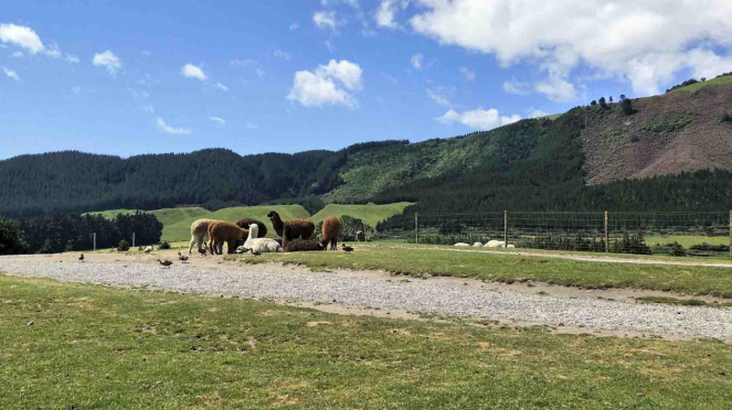 Agrodome, Tempat Wisata Peternakan di Selandia Baru