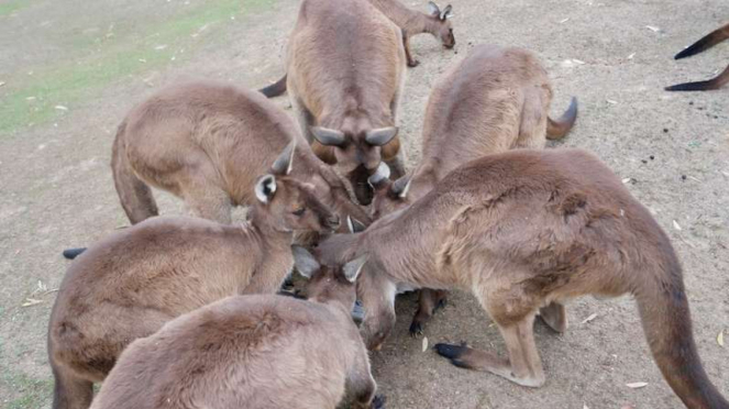 Sekawanan kanguru saat sedang makan