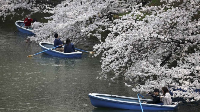 Bunga Sakura Mekar Sepenuhnya di Jepang