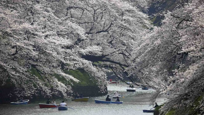 Bunga Sakura Mekar Sepenuhnya di Jepang