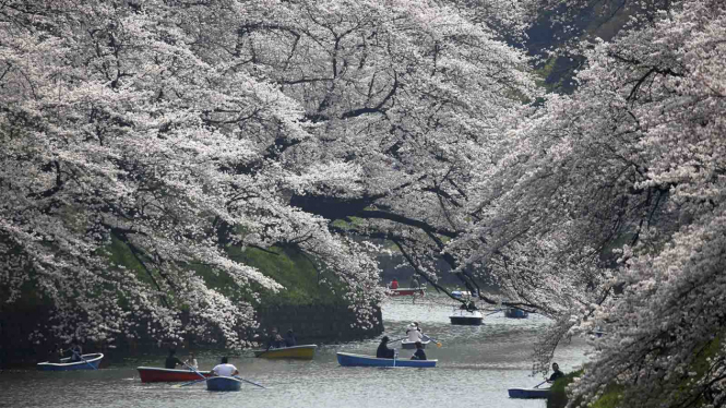Bunga sakura mekar sepenuhnya di Jepang.
