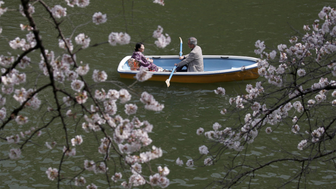 Bunga Sakura Mekar Sepenuhnya di Jepang