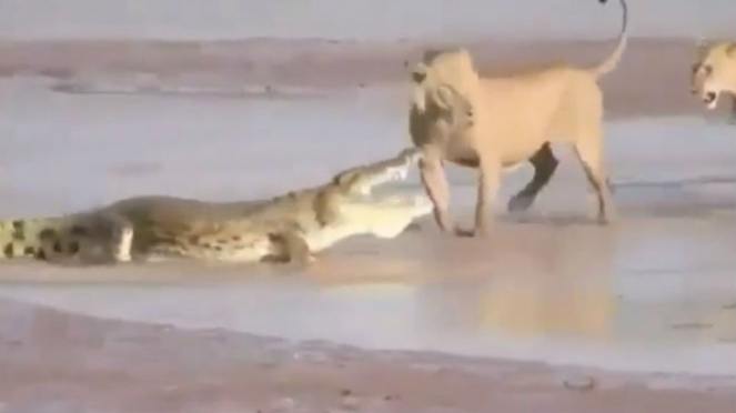 Pertarungan buaya vs singa.