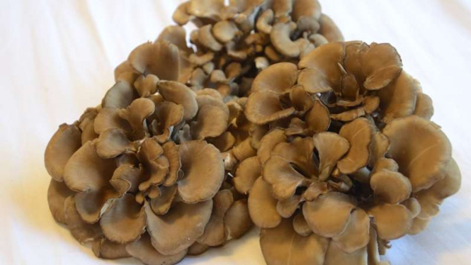 Jamur Maitake