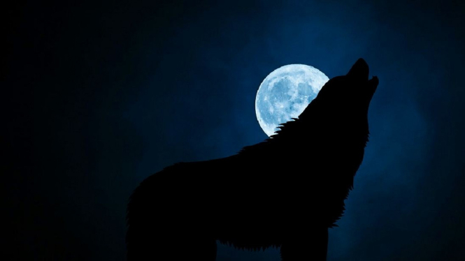 Ilustrasi serigala