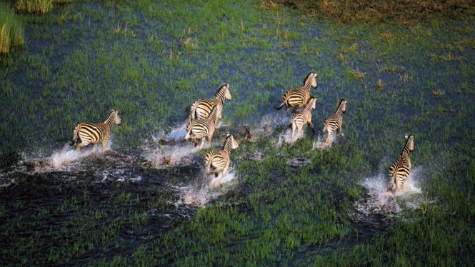 Okavango Delta Padang Gurun Terindah Di Dunia