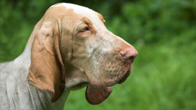 Anjing dengan telinga panjang ke bawah