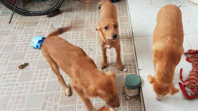 Hewan anjing yang dipelihara wanita bercadar di Pamulang, Tangerang.