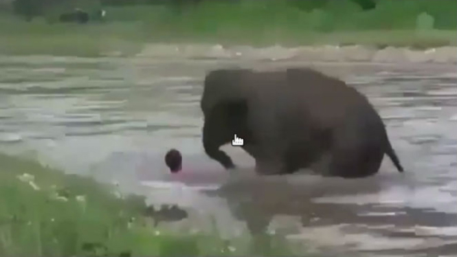 Seekor gajah menolong orang yang tenggelam.