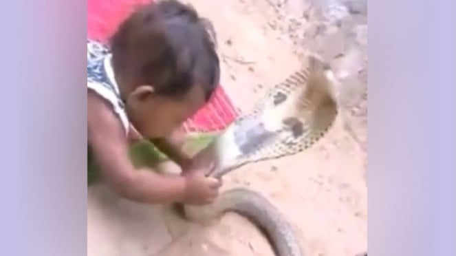 Balita bermain dengan ular kobra.