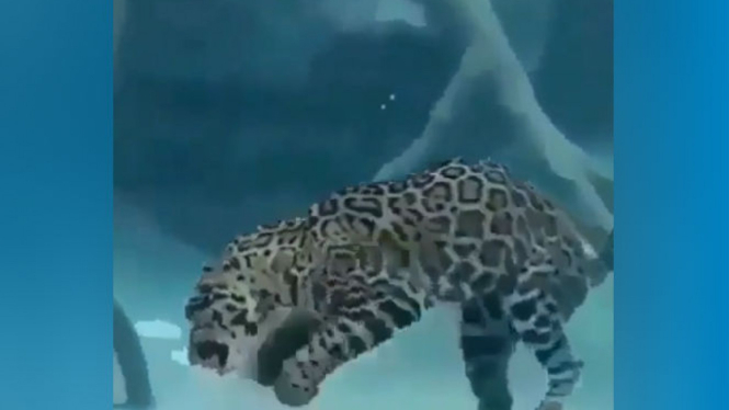 Jaguar berenang.
