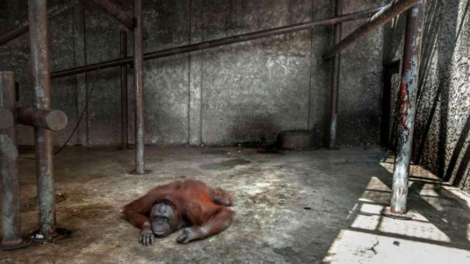 Orangutan di kebun binatang di Thailand di kandang tak layak dan kurang makan
