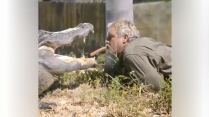 Pria beri makan alligator menggunakan mulut.