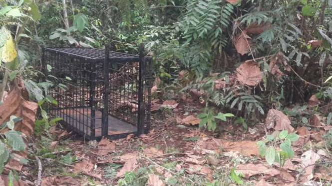 Perangkap Harimau Sumatera yang dipasang BKSDA Resort Bukittingi.
