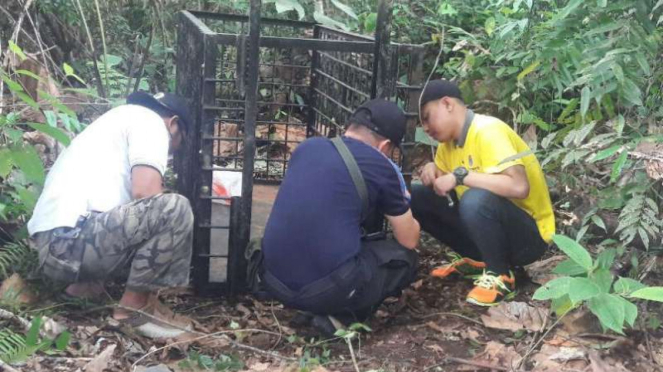 Petugas BKSDA memasang perangkap harimau di Kabupaten Agam, Sumbar.