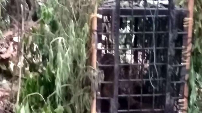 Anak Harimau Sumatera yang masuk perangkap BKSDA di Agam.