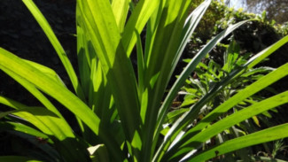 Bersihkan Tubuh dari Racun dengan Daun Pandan Wangi