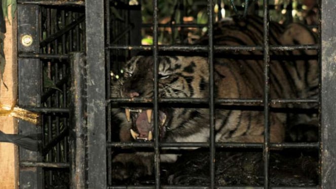 Seekor anak harimau Sumatra yang tertangkap di kawasan hutan Palupuah, Kabupaten Agam, Sumatra Barat, pada Sabtu, 14 April 2018.