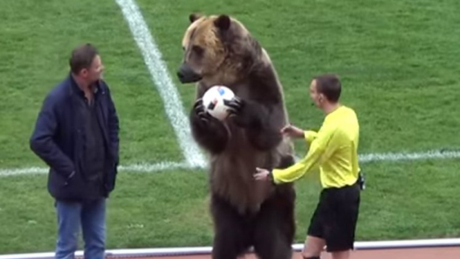 Beruang di pembukaan divisi tiga Rusia