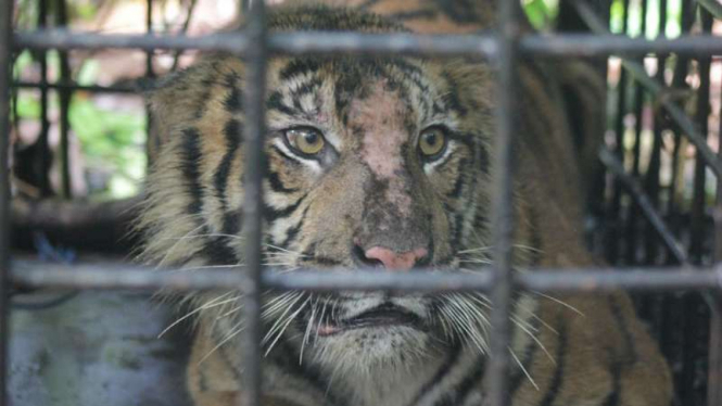 Seekor anak harimau yang ditangkap petugas BKSDA di Kabupaten Agam, Sumatra Barat, akhirnya dievakuasi dari hutan pada Selasa, 17 April 2018.